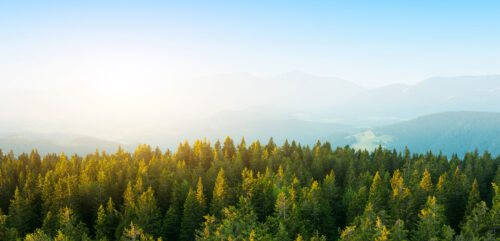 aerial view of forest