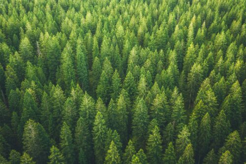 aerial view of forest