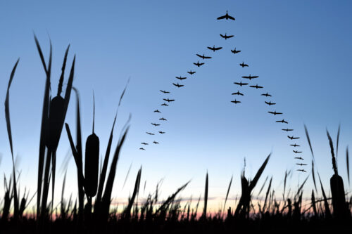 geese flying in formation.