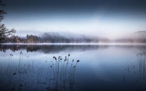 fog and forest surrounding serene lake
