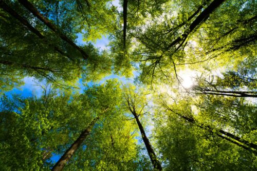 view from underneath forest